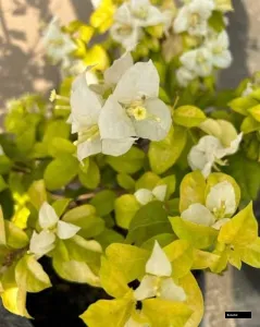 Albino White Bougainvillea