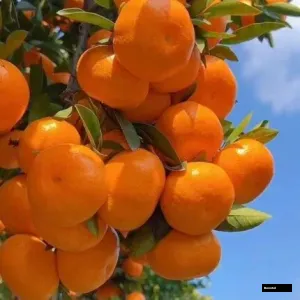 Darjeeling Sweet Komla Grafted