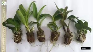 Dendrobium Orchid Areedang Yellow Star - Seedling