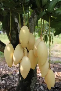 Nam Dokmai Mango