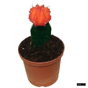 Orange Moon Cactus Plant