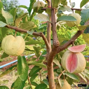 Red King Guava Grafted Live Plant