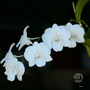 Marin White Den Orchid