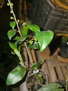 Darjeeling Tea Plant