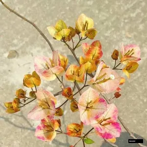 7 Star / Tulangpui (rooted) Bougainvillea
