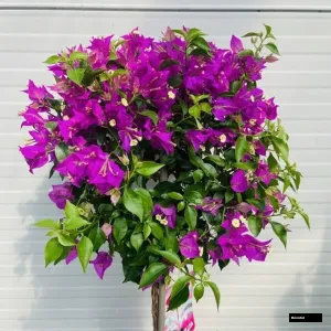 Violet September Bougainvillea