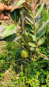 Red Dragon Goava Plant