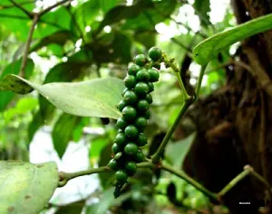 Black Pepper Small