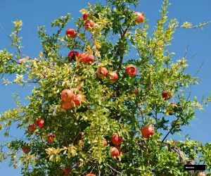 Rosavaya Anar Tree
