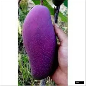 Namdokmai Simong Mango