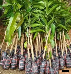 Taichung Mango Premium Plant Grafted Plant
