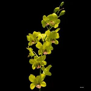 Burana Jade X Thongchai Gold T-153 (seedling)
