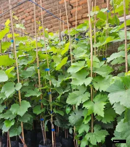 Baikonur Grapes