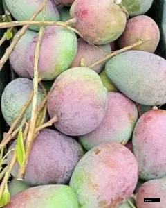 Arunika Mango Tree