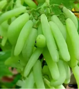 Green Long Thai Commersial Grape Tree