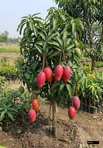 Xi Shi Mango