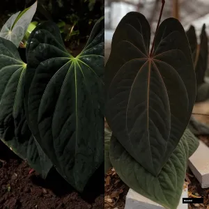 Anthurium Dark Phoenix Plant