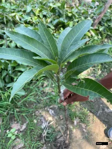 Red Ivori Mango