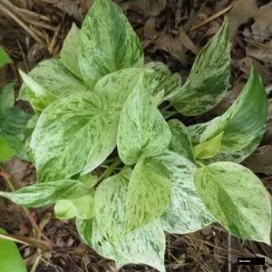 Marble Queen Money Plant – Variegated Indoor Pothos Plant