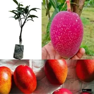 Red All Time Mango Grafted Thai Varaity