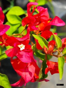 Chilli Red Bougainvillea
