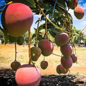 R2e2 Mango Grfted