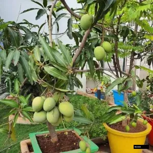 Kartimon Mango Grafted Plant