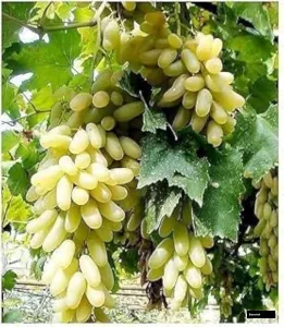 Punjab All Time Grapes