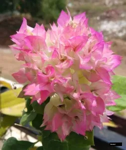 Cherry Blossom Bougainvillea