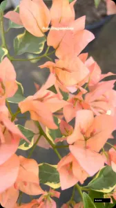 Emas Perak Bougainvillea
