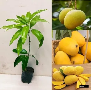 Baganpalli Mango