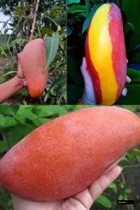 Red Ivori Mango