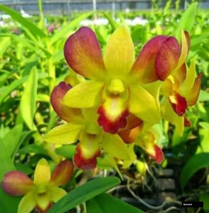 Dendrobium Honey Seedling