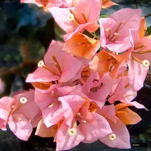 Hugh Evans (rooted) Bougainvillea