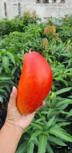 Xi Shi Mango