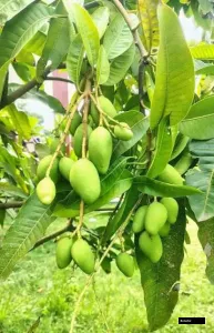 Kartiman Thai Mango Altime Tree