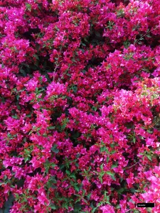 Bidadari Bougainvillea Plant