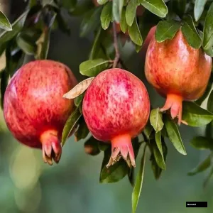 Australian Anar Plant