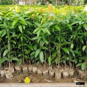 Langra Mango Tree