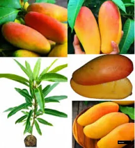 Q-jai Mango Grafted