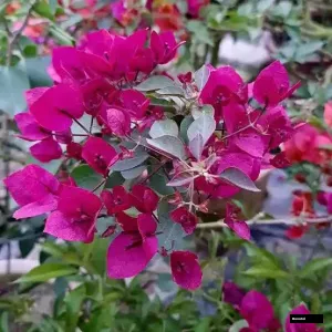 Thai Rani Bougainvillea