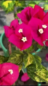 Angel Kiss Bougainvillea Plant
