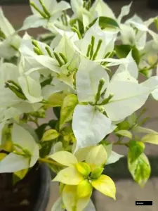 Golden Flame White Bougainvillea Plant
