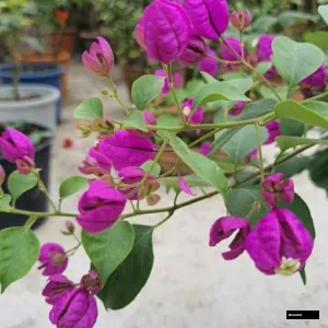Tanglong Purple Bougainvillea