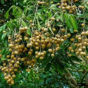 Diamond River Seedless Plant