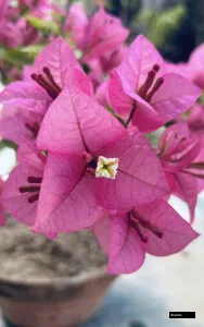 Kimpui Bougainvillea