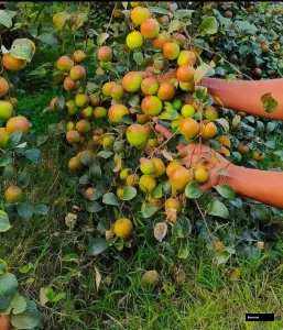 Bharat Sundari Berry