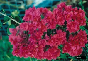 Mahara (rooted) Bougainvillea