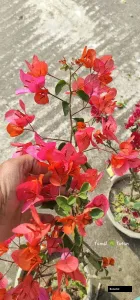 Luice Wathen Bougainvillea