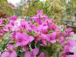H B Singh Rooted Bougainvillea Plant